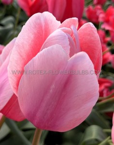 TULIPA DARWIN HYBRID ‘PINK PRIDE‘ 12/+ CM. (100 LOOSE P.BINBOX)