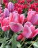 TULIPA DARWIN HYBRID PINK PRIDE 12 CM. 15 QUALITY PKGS.X 6