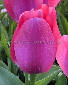 TULIPA DARWIN HYBRID ‘PURPLE PRIDE‘ 12/+ CM. (100 LOOSE P.BINBOX)