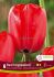 TULIPA DARWIN HYBRID RED IMPRESSION 12 CM. 15 QUALITY PKGS.X 6