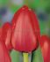 TULIPA DARWIN HYBRID RED IMPRESSION JUMBO SIZE 14 CM. 300 LOOSE P.PLASTIC CRATE