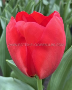 TULIPA DARWIN HYBRID ‘RED PRIDE‘ 12/+ CM. (100 LOOSE P.BINBOX)