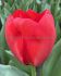 TULIPA DARWIN HYBRID RED PRIDE 12 CM. 100 LOOSE P.BINBOX