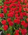 TULIPA DARWIN HYBRID RED PRIDE 12 CM. 100 LOOSE P.BINBOX