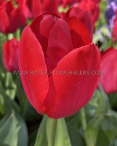 TULIPA DARWIN HYBRID ‘RED VAN EYK‘ 12/+ CM. (100 LOOSE P.BINBOX)