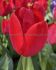 TULIPA DARWIN HYBRID RED VAN EYK 12 CM. 100 LOOSE P.BINBOX