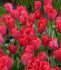 TULIPA DARWIN HYBRID RED VAN EYK 12 CM. 15 QUALITY PKGS.X 6