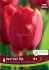 TULIPA DARWIN HYBRID RED VAN EYK 12 CM. 15 QUALITY PKGS.X 6