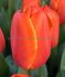 TULIPA DARWIN HYBRID TRIPLE A 12 CM. 100 LOOSE P.BINBOX