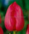 TULIPA DARWIN HYBRID VAN EYK 12 CM. 15 QUALITY PKGS.X 6