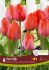 TULIPA DARWIN HYBRID VAN EYK 12 CM. 15 QUALITY PKGS.X 6