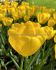 TULIPA DARWIN HYBRID YELLOW ANGEL 12 CM. 100 LOOSE P.BINBOX