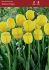 TULIPA DARWIN HYBRID YELLOW ANGEL 12 CM. 100 LOOSE P.BINBOX