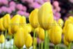 TULIPA DARWIN HYBRID YELLOW ANGEL 12 CM. 100 LOOSE P.BINBOX