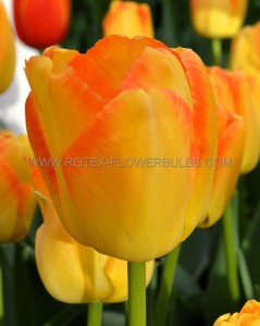 TULIPA DARWIN HYBRID ‘YELLOW PRIDE‘ 12/+ CM. (100 LOOSE P.BINBOX)