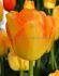 TULIPA DARWIN HYBRID YELLOW PRIDE 12 CM. 100 LOOSE P.BINBOX