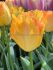 TULIPA DARWIN HYBRID YELLOW PRIDE 12 CM. 100 LOOSE P.BINBOX