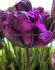 TULIPA DOUBLE EARLY ALISON BRADLEY 12 CM. 15 QUALITY PKGS.X 6