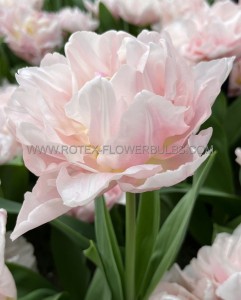 TULIPA DOUBLE EARLY ‘DREAMER‘ 12/+ CM. (100 LOOSE P.BINBOX)