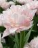 TULIPA DOUBLE EARLY DREAMER 12 CM. 100 LOOSE P.BINBOX