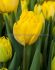 TULIPA DOUBLE EARLY MARY JO 12 CM. 100 LOOSE P.BINBOX