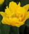 TULIPA DOUBLE EARLY MARY JO 12 CM. 15 QUALITY PKGS.X 6