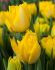 TULIPA DOUBLE EARLY MARY JO 12 CM. 15 QUALITY PKGS.X 6