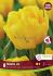 TULIPA DOUBLE EARLY MARY JO 12 CM. 15 QUALITY PKGS.X 6