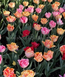 TULIPA DOUBLE EARLY ‘MIX‘ 12/+ CM. (100 LOOSE P.BINBOX)