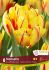 TULIPA DOUBLE EARLY MONSELLA 12 CM. 15 QUALITY PKGS.X 6