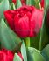 TULIPA DOUBLE EARLY SCARLET VERONA 12 CM. 100 LOOSE P.BINBOX