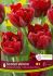 TULIPA DOUBLE EARLY SCARLET VERONA 12 CM. 15 QUALITY PKGS.X 6