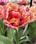 TULIPA DOUBLE EARLY ‘VERONA SUNRISE‘ 12/+ CM. (100 LOOSE P.BINBOX)