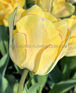 TULIPA DOUBLE LATE ‘AKEBONO‘ 12/+ CM. (100 LOOSE P.BINBOX)