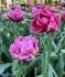 TULIPA DOUBLE LATE AVEYRON 12 CM. 100 LOOSE P.BINBOX