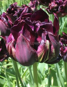 TULIPA DOUBLE LATE ‘BLACK HERO‘ 12/+ CM. (15 QUALITY PKGS.X 6)