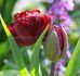 TULIPA DOUBLE LATE CRANBERRY KISS 12 CM. 15 QUALITY PKGS.X 6