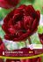 TULIPA DOUBLE LATE CRANBERRY KISS 12 CM. 15 QUALITY PKGS.X 6