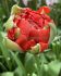 TULIPA DOUBLE LATE DOUBLE GUDOSHNIK 12 CM. 100 LOOSE P.BINBOX