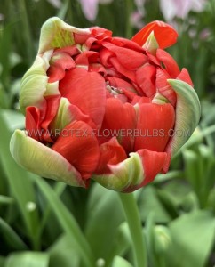 TULIPA DOUBLE LATE ‘DOUBLE GUDOSHNIK‘ 12/+ CM. (100 LOOSE P.BINBOX)