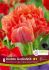 TULIPA DOUBLE LATE DOUBLE GUDOSHNIK 12 CM. 15 QUALITY PKGS.X 6