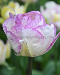 TULIPA DOUBLE LATE ‘DOUBLE SHIRLEY‘ 12/+ CM. (15 QUALITY PKGS.X 6)