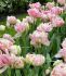 TULIPA DOUBLE LATE DOUBLE SUGAR 12 CM. 100 LOOSE P.BINBOX