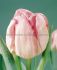 TULIPA DOUBLE LATE FOXTROT 12 CM. 15 QUALITY PKGS.X 6