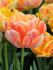 TULIPA DOUBLE LATE FOXTROT MIX 12 CM. 100 LOOSE P.BINBOX