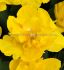 TULIPA DOUBLE LATE GOLD RUSH 12 CM. 100 LOOSE P.BINBOX