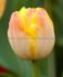 TULIPA DOUBLE LATE GRANNY AWARD 12 CM. 100 LOOSE P.BINBOX