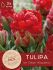 TULIPA DOUBLE LATE ICE CREAM STRAWBERRY 12 CM. 10 PREMIUM PKGS.X 3