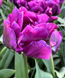 TULIPA DOUBLE LATE ‘NEGRITA DOUBLE‘ 12/+ CM. (100 LOOSE P.BINBOX)