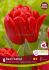 TULIPA DOUBLE LATE RED FOXTROT 12 CM. 15 QUALITY PKGS.X 6